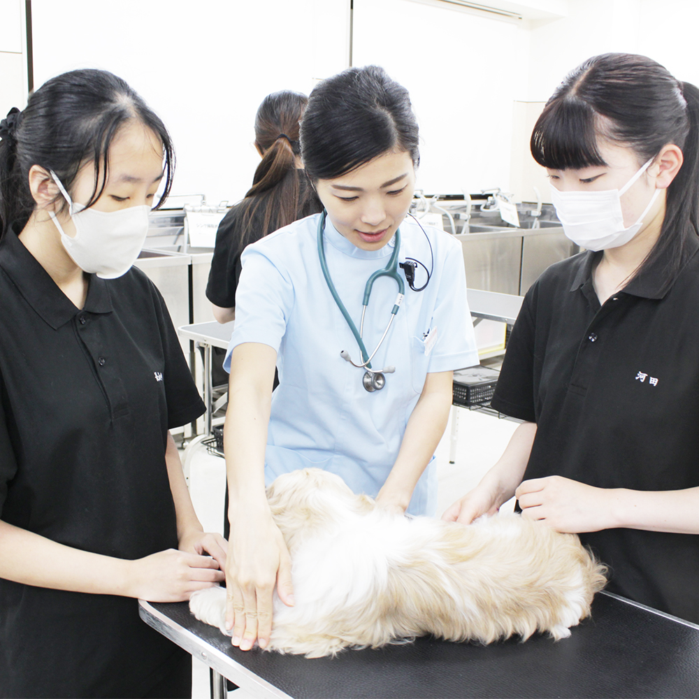 ２年生の動物看護実習